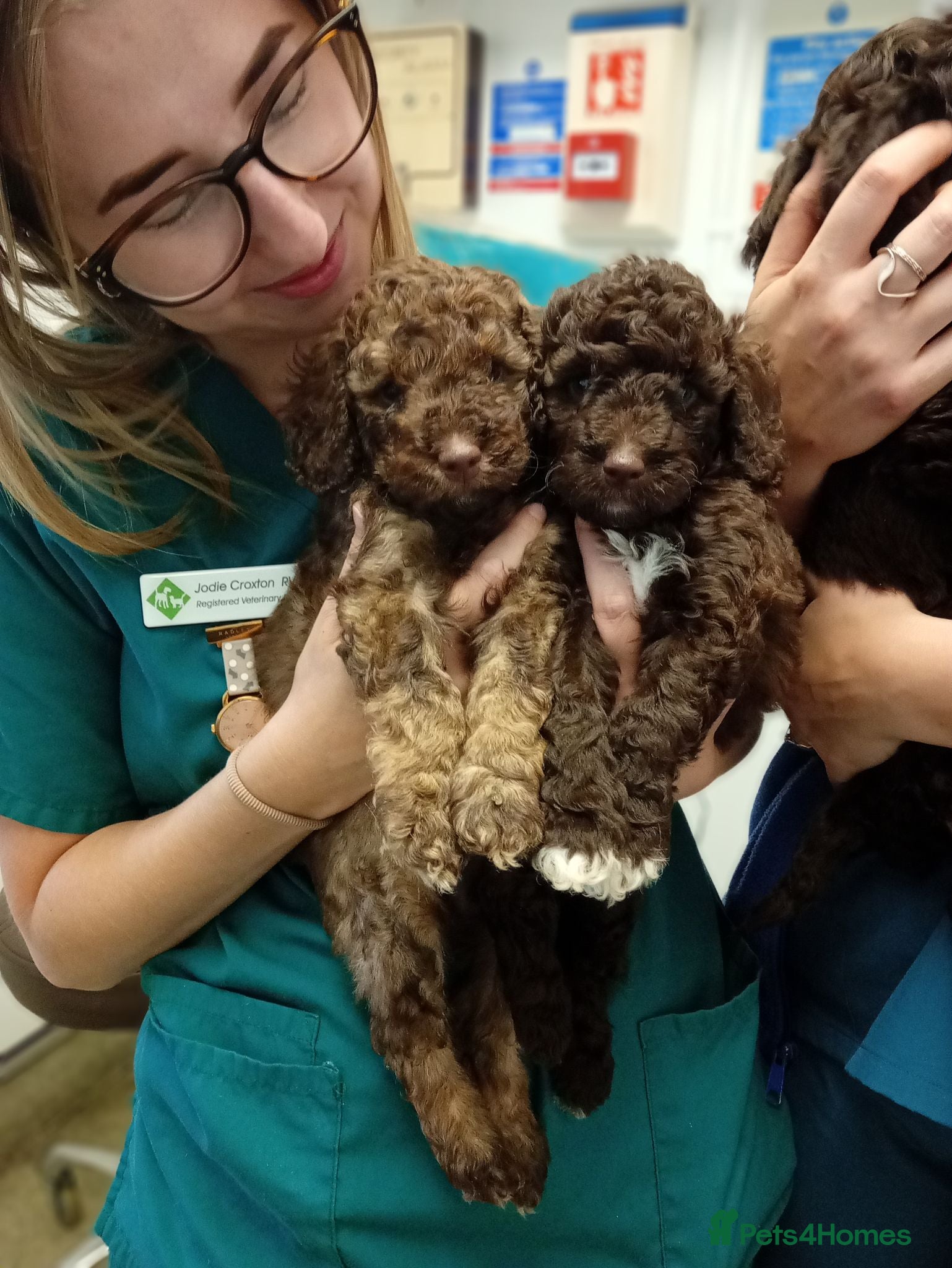 Cavapoo dogs READY NOW - Insured and vacccinated - Advert 1