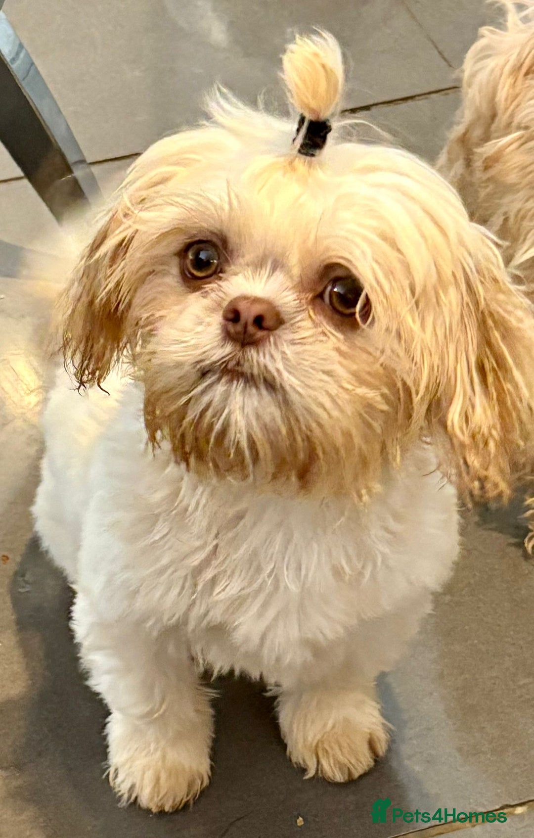 Shih Tzu dogs for sale: Last Male Teddy Puppy 🐻 🤍  - Image 1