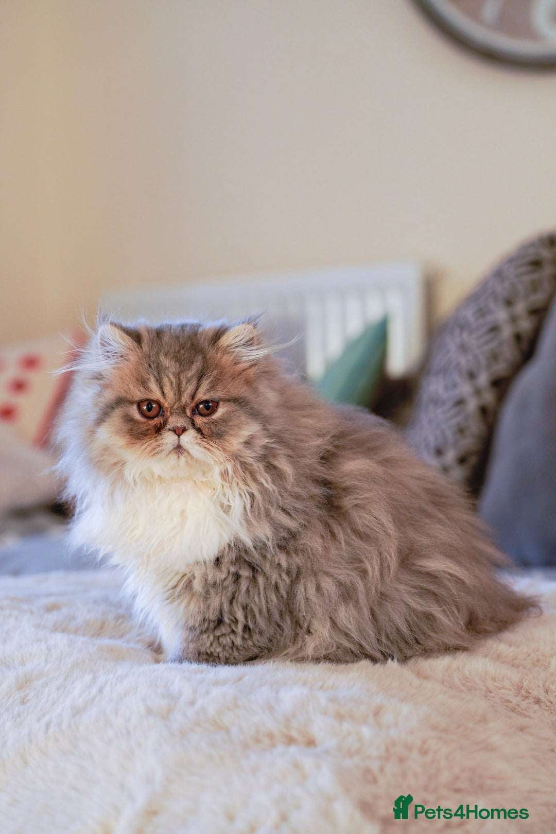 Exotic cats for sale:  1  long hair  Persian female left - Advert 16