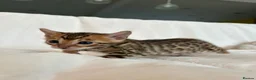 Bengal cats for sale: Stunning Pure Bengal Kittens Ready For Reservation - Advert 26