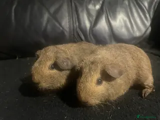 Guinea Pig rodents Lemon agouti boys and girls - Advert 16