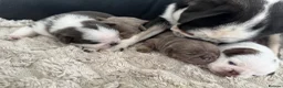 Pug dogs for sale: Kc pug puppies from a 5 star licensed breeder  - Advert 13