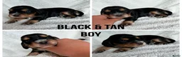 Cocker Spaniel dogs for sale: Outstanding Cocker Spaniel puppies - Advert 3