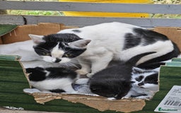Domestic Shorthair cats for sale: mother cat and 4 kittens all together - Image 5