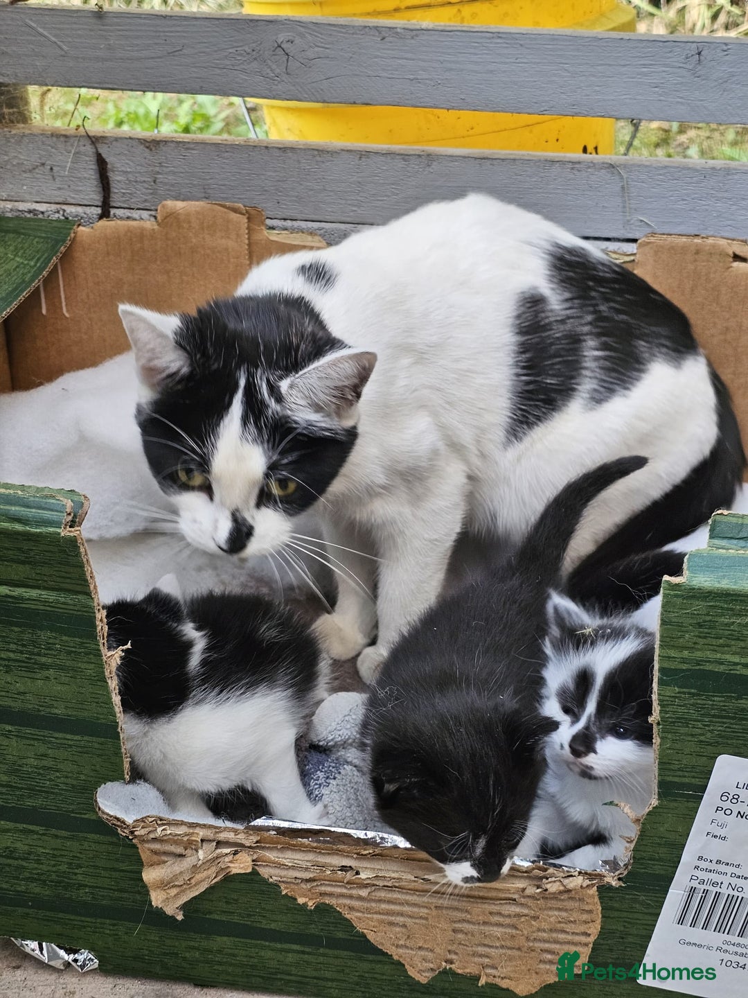 Domestic Shorthair cats for sale: mother cat and 4 kittens all together - Image 5