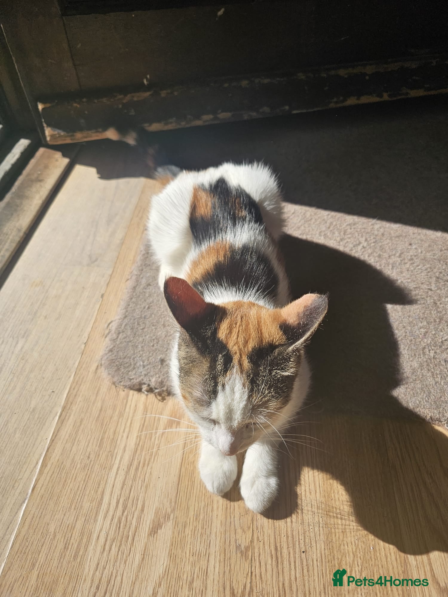 Mixed Breed cats Cute cat ready for new home - Advert 1