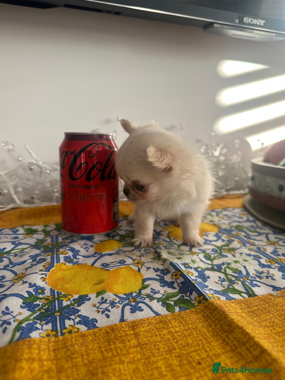 Chihuahua dogs for sale: KC Reg Russian and Czech Champions puppies L/C - Advert 5