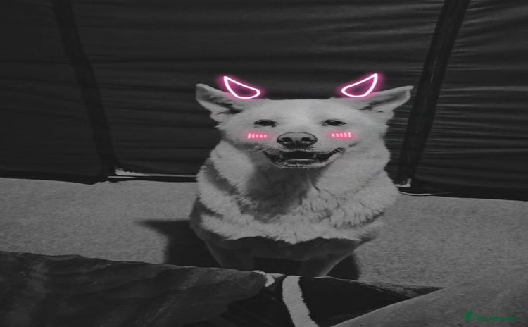 Akita dogs - Advert 1