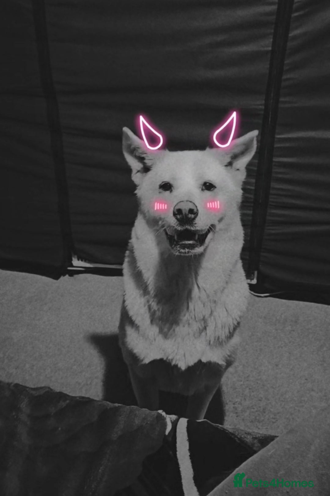 Akita dogs for sale: URGENT FREE ADOPTION  - Image 1