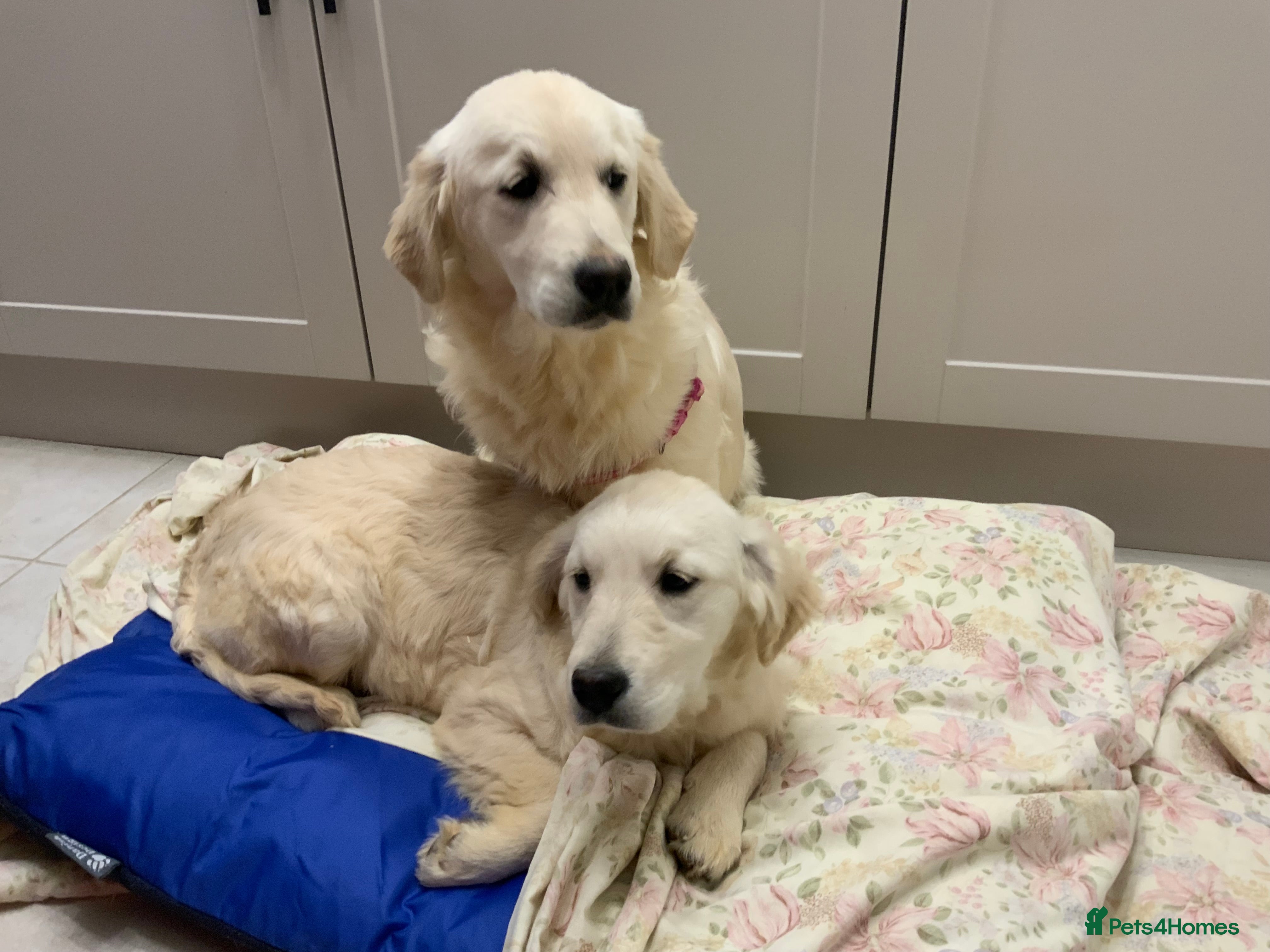 Golden Retriever dogs Golden Retrievers -Goadream kc  - Advert 4