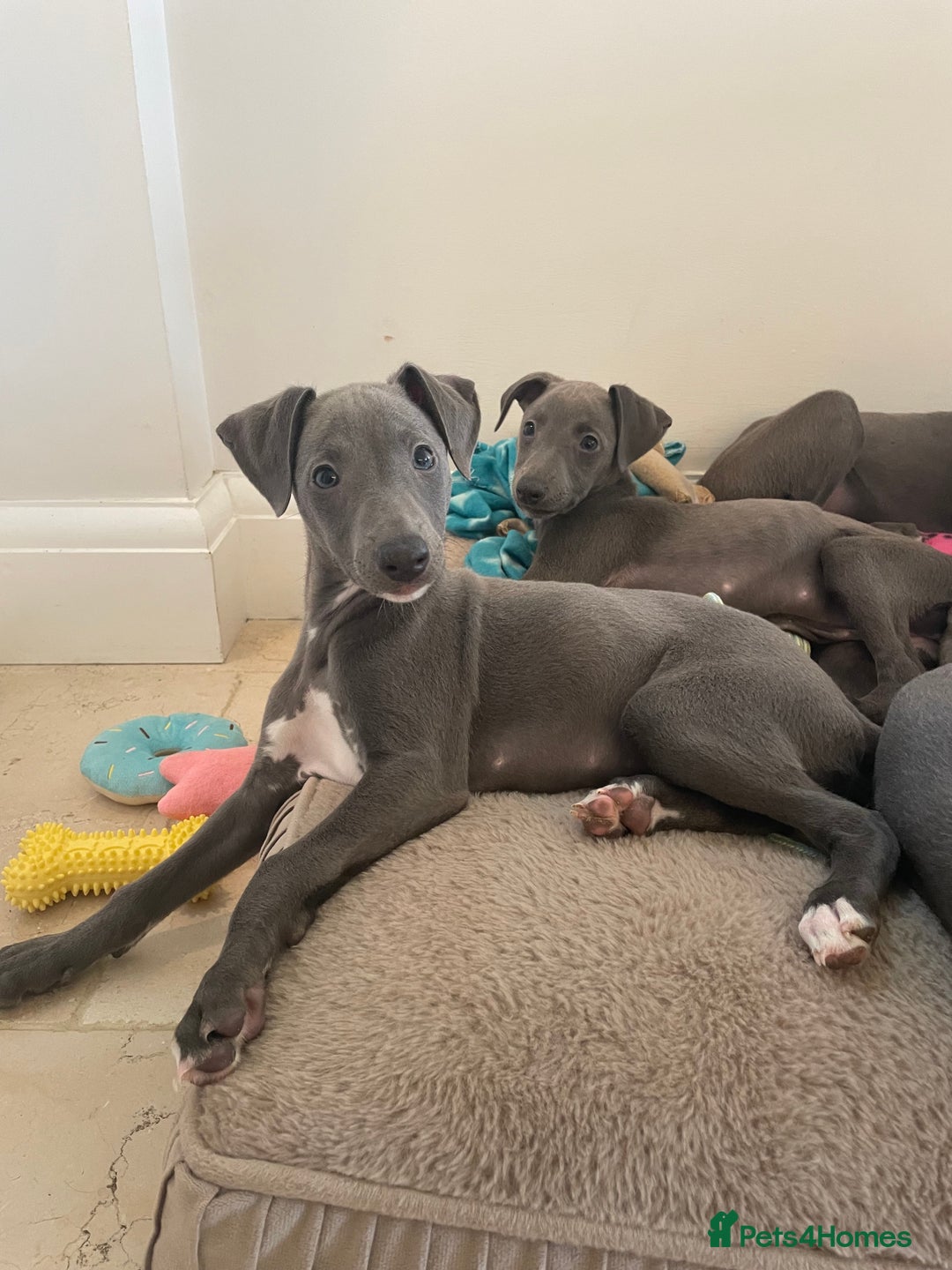 Whippet dogs for sale: 4 left, KC registered blue whippet puppies  - Image 4