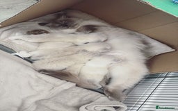 Ragdoll cats for sale: 3 male and 3 female kittens.  - Image 2