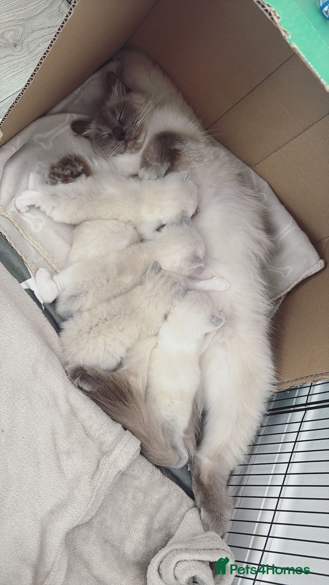 Ragdoll cats for sale: 3 male and 3 female kittens.  - Image 2