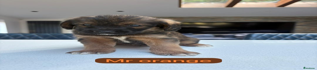 Mr Orange 