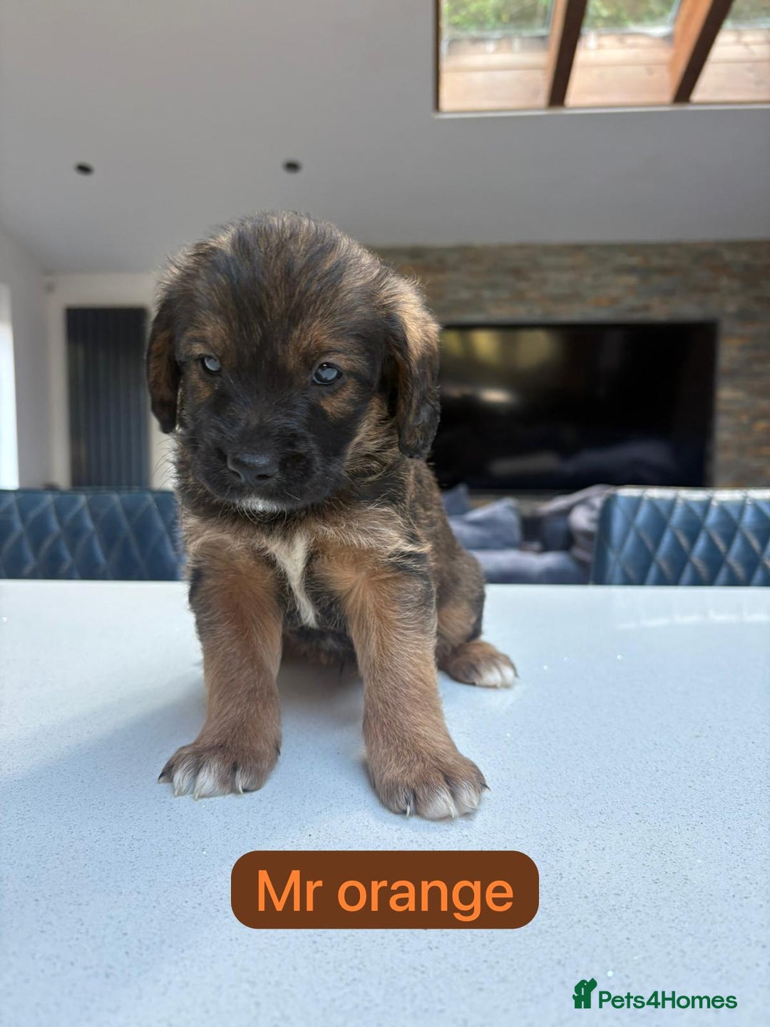 Mixed Breed dogs for sale: Outstanding Saint Bernadoodle Puppies  - Image 24