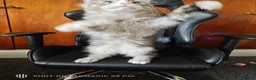 Maine Coon cats for sale: Maine coon Blue eyes + Long Hair - Advert 13