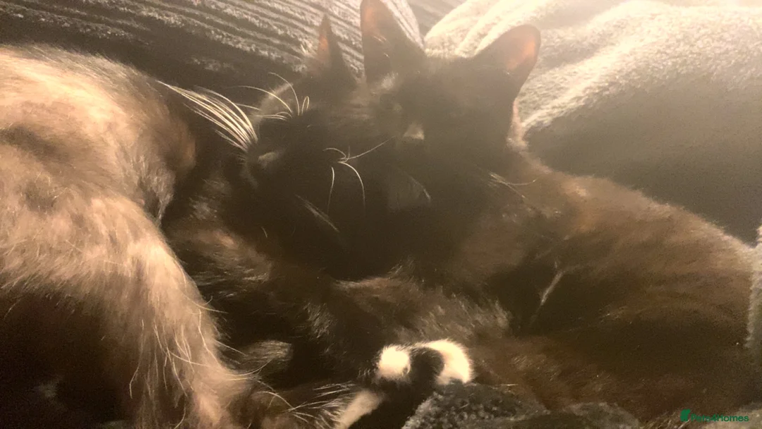 Mixed Breed cats for sale: Cats to go to good homes in Daventry - Advert 3