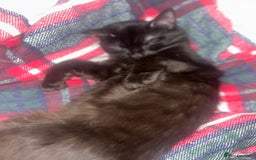 British Longhair cats for sale: Cat need rehoming due to over crowding  - Image 6