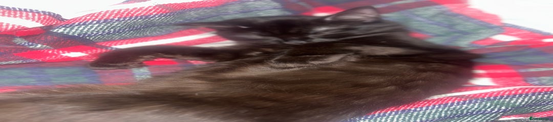 British Longhair Kitten 6