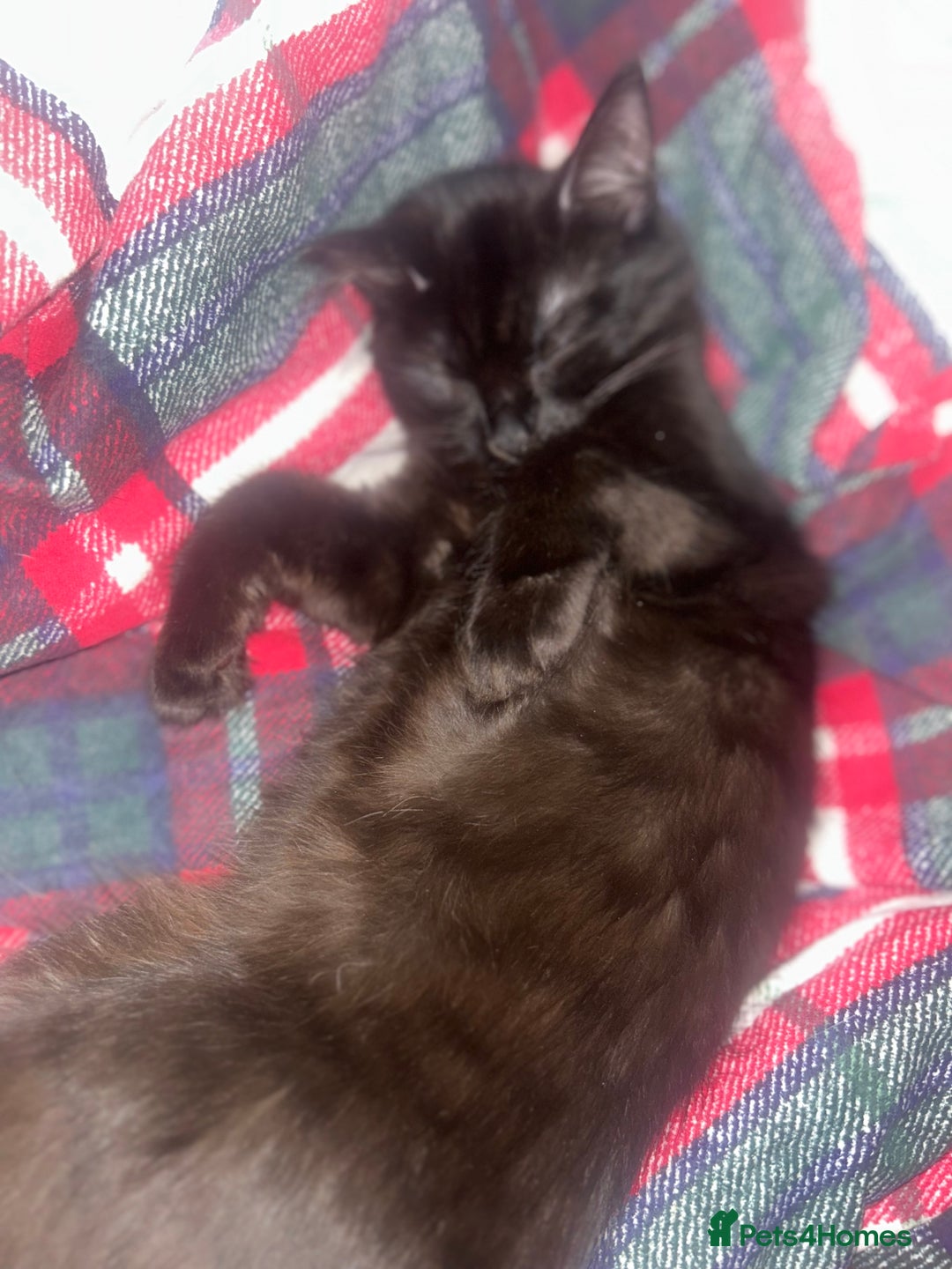 British Longhair cats for sale: Cat need rehoming due to over crowding  - Image 6
