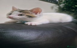 Mixed Breed cats for sale: British longhair mix Male kitten available  - Image 4