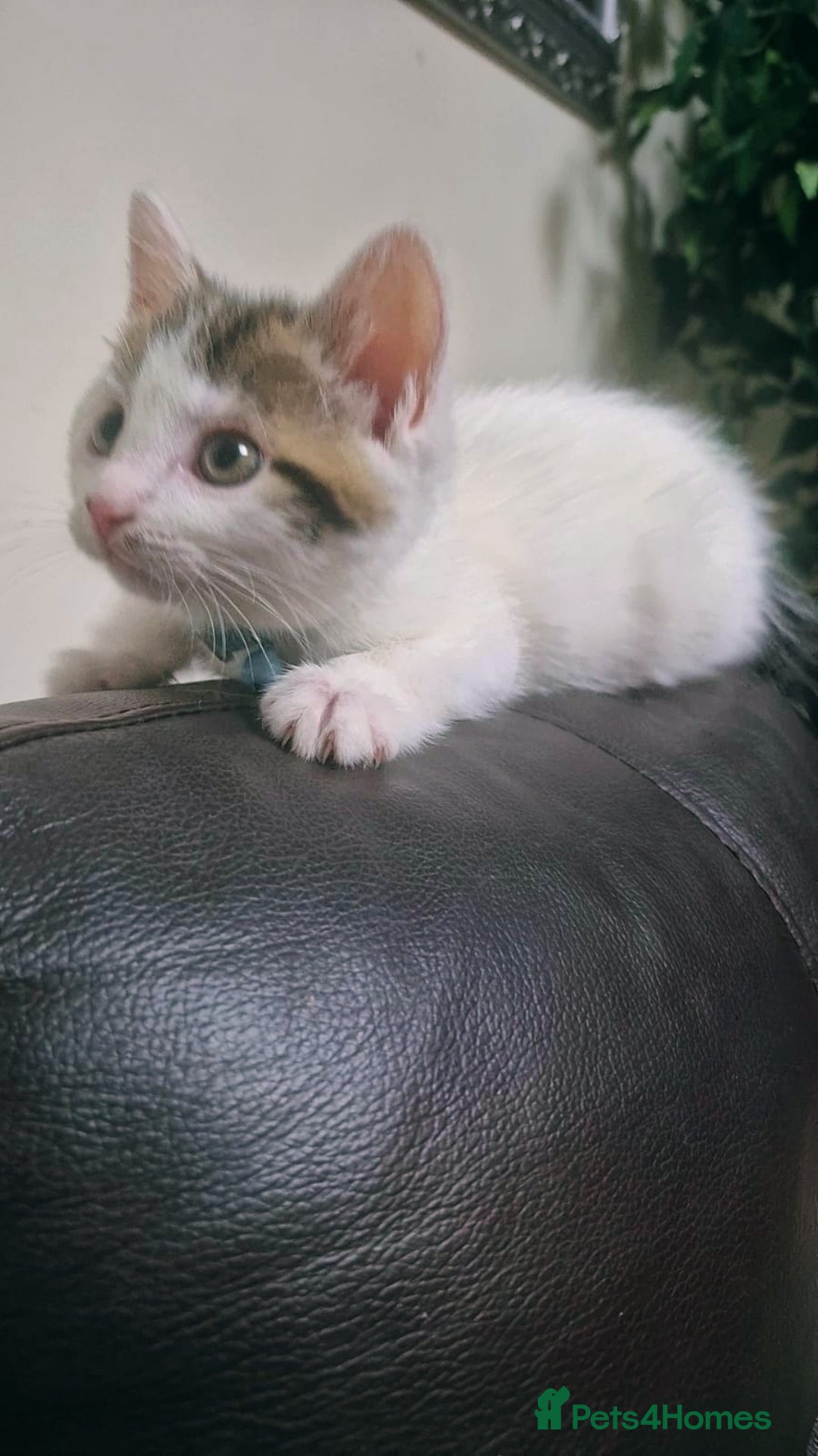Mixed Breed cats for sale: British longhair mix Male kitten available  - Image 4
