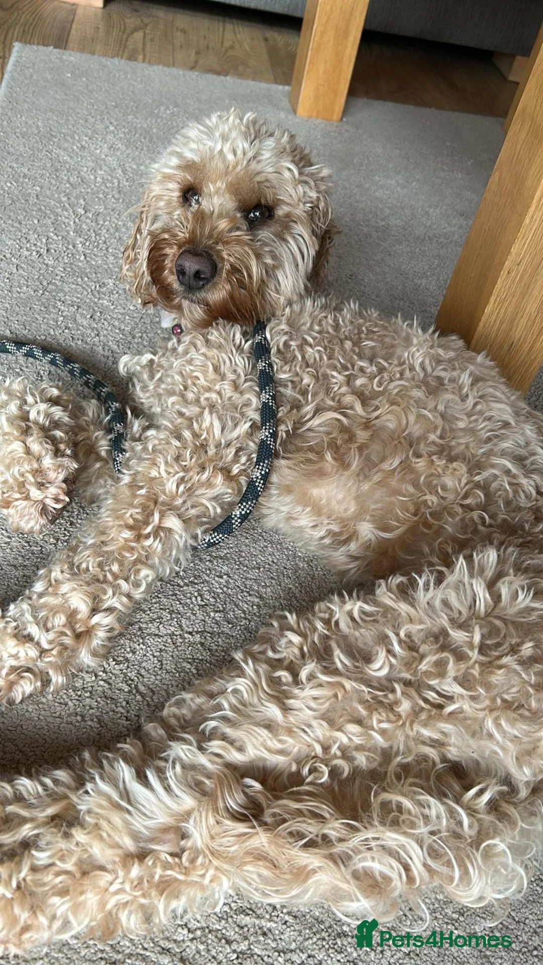 Cockapoo dogs for adoption: ❤️🐶 RUBY in Walsall - Advert 23