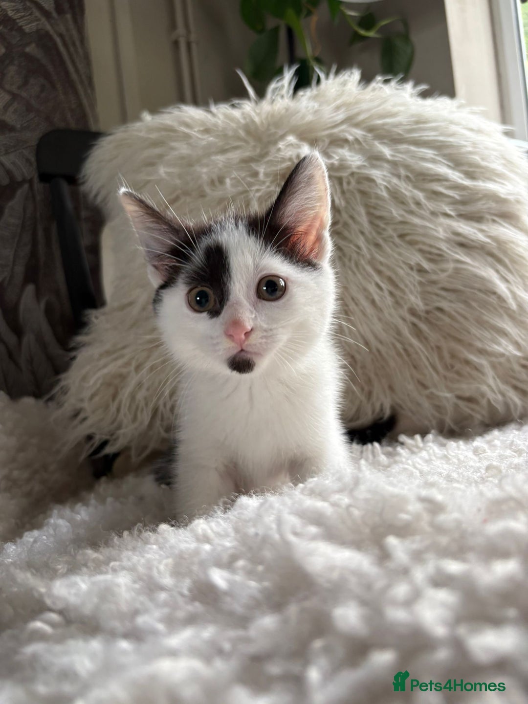 Domestic Shorthair cats for sale: three beautiful male kittens! in Newent - Image 10