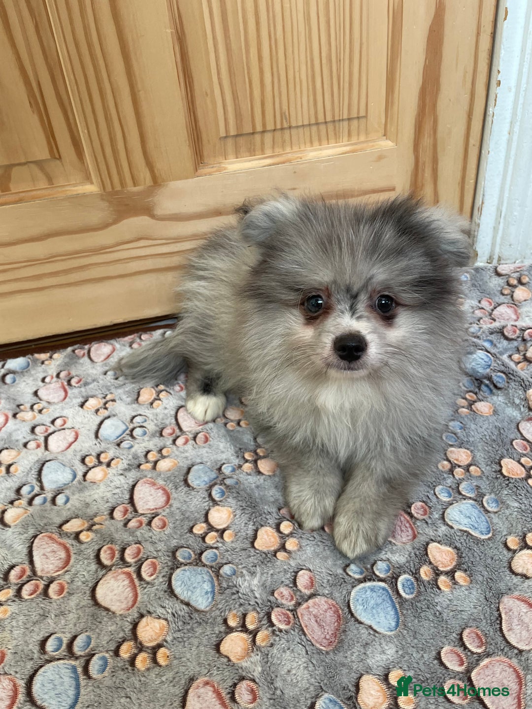 Pomeranian dogs for sale: Pomeranian puppies - Image 6