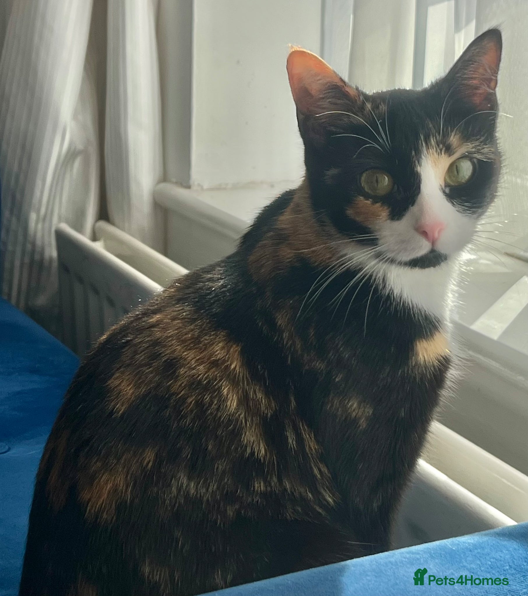 Mixed Breed cats Sweet natured cutie - Advert 3