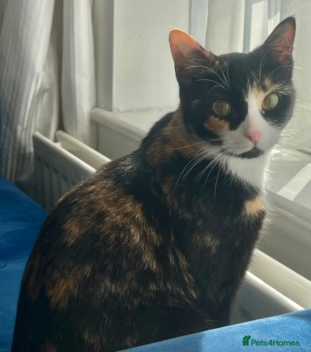 Mixed Breed cats for sale: Sweet natured cutie - Advert 1