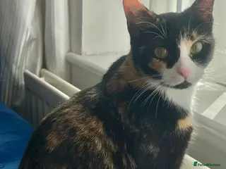 Mixed Breed cats Sweet natured cutie - Advert 13