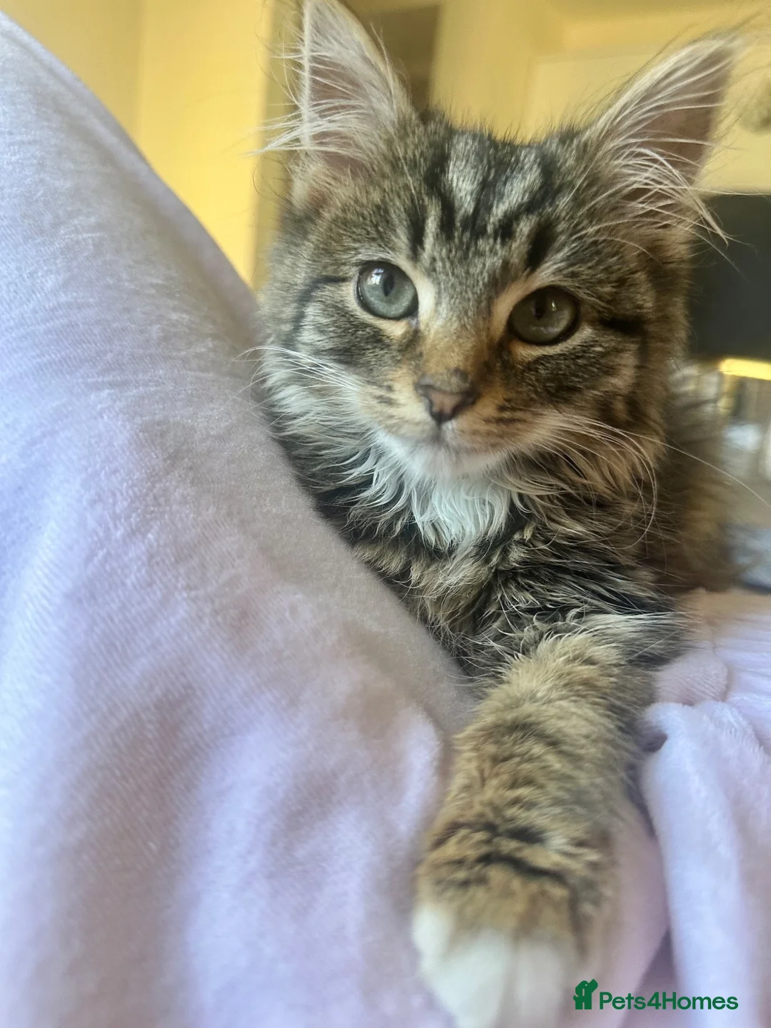 Mixed Breed cats for sale: Little Beau in Leeds - Advert 3