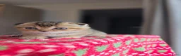 Scottish Fold cats for sale: Scottish Fold Kittens  - Advert 6