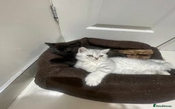 British Shorthair cats for sale: Fabulous colours playful healthy BSH kittens, rare - Image 35