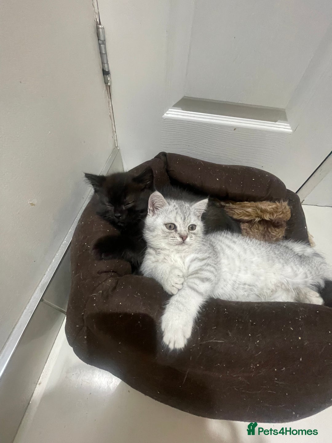 British Shorthair cats for sale: Fabulous colours playful healthy BSH kittens, rare - Image 35