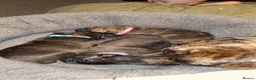 Presa Canario dogs for sale: Presa canario pups  - Advert 8