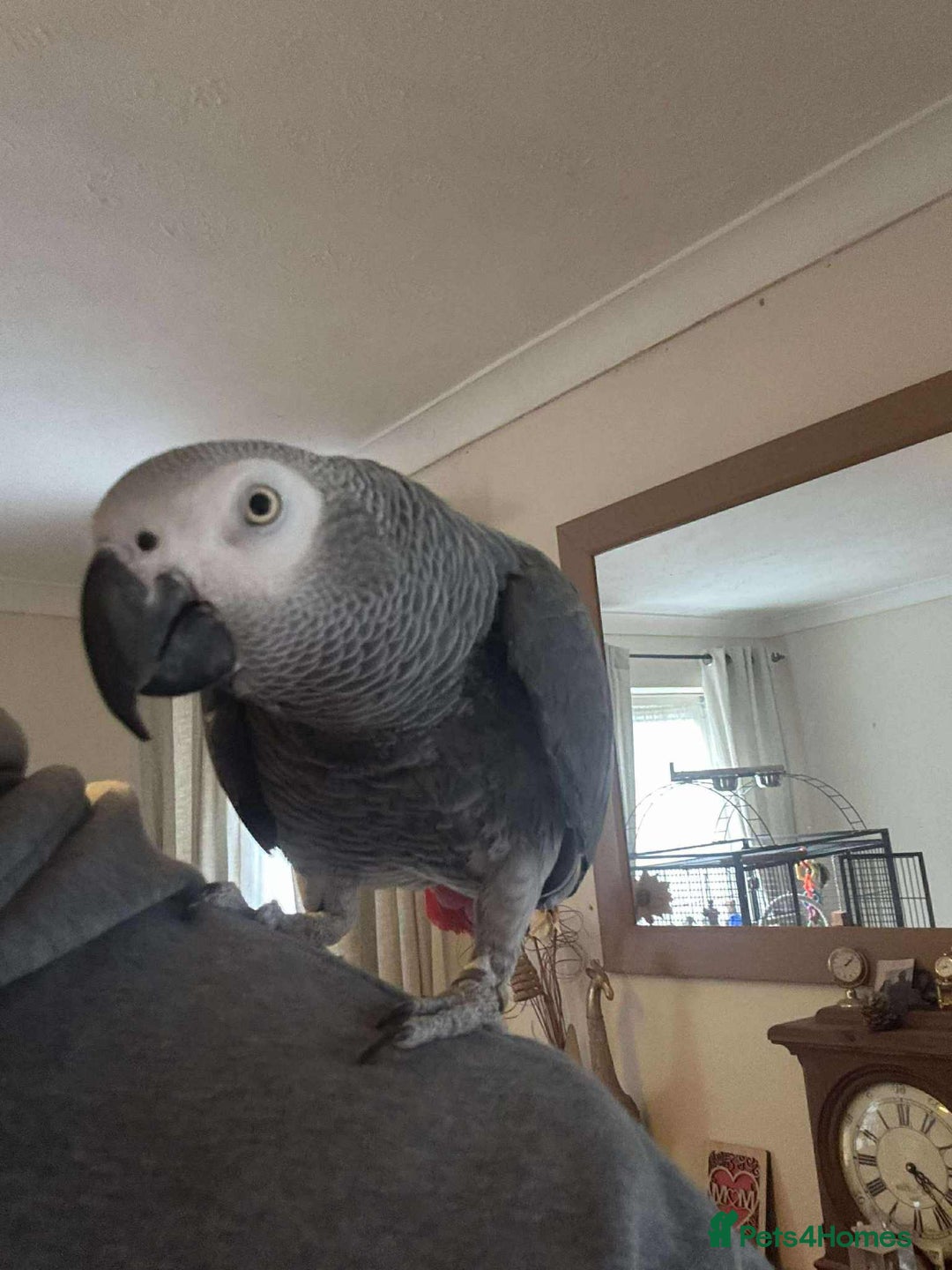 Parrots birds for sale: African grey  - Advert 8