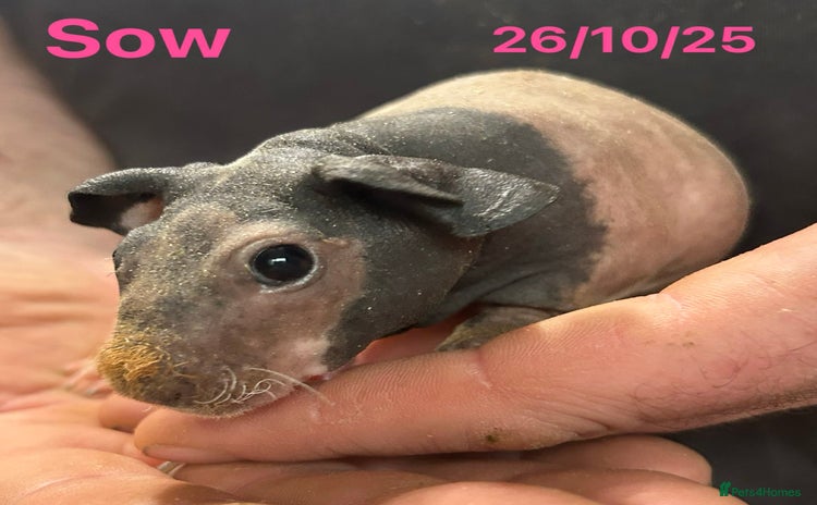 Guinea Pig rodents Skinny Pig Sows. Reserve Now  - Advert 4