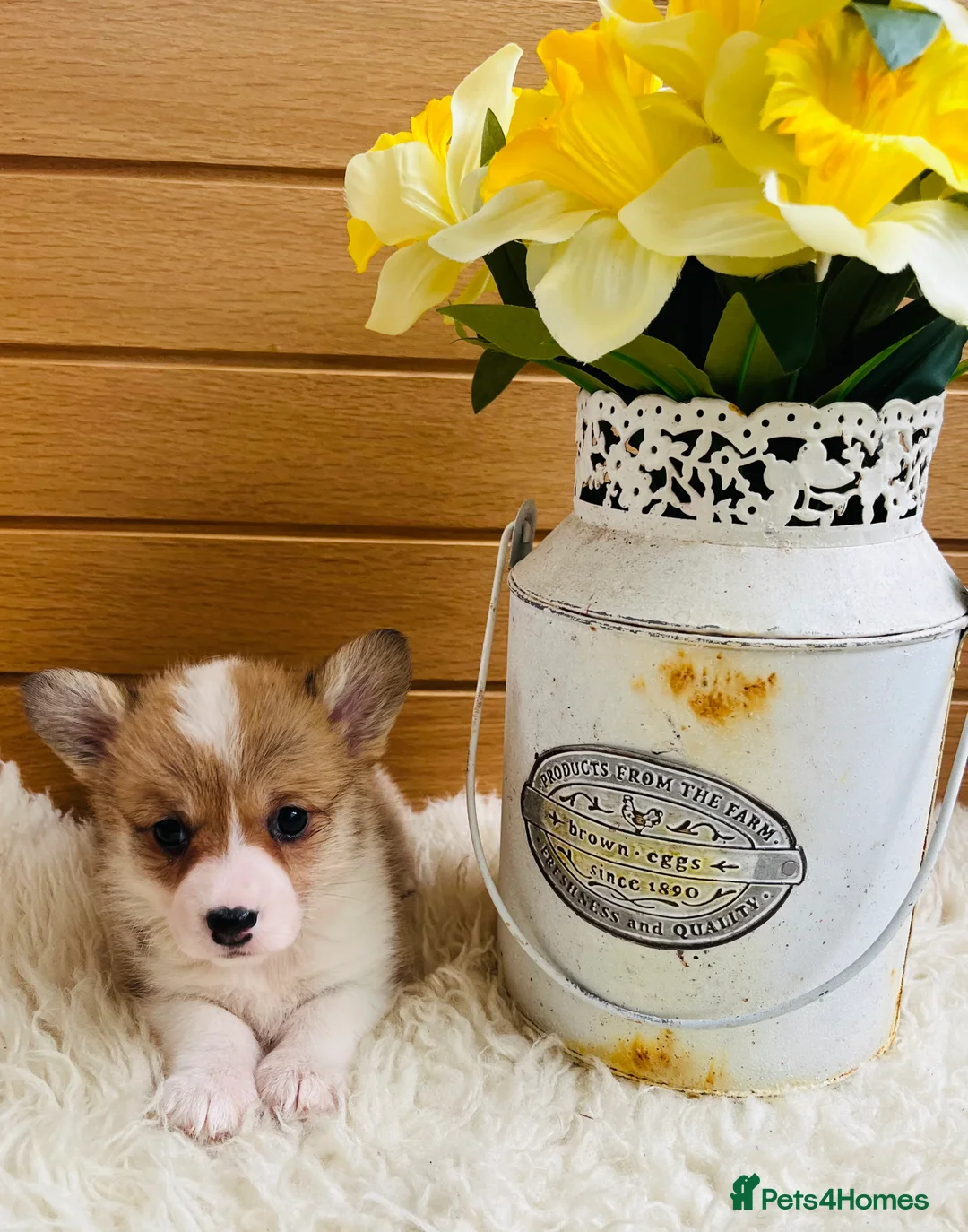 Welsh Corgi Pembroke dogs for sale: KC reg Welsh Corgi Pembroke puppies - Advert 3