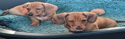Miniature Dachshund dogs for sale: CH sired PRA IVDD mini smooth haired Dachshunds   - Advert 12