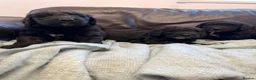 Saint Berdoodle dogs for sale: Saint berdoodle puppies  in Kilmarnock - Advert 4