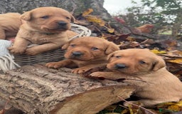 Labrador Retriever dogs for sale: Stunning litter of KC fox red labradors  - Advert 9