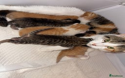 Domestic Shorthair cats for sale: 6 beautiful kittens available November - Image 1