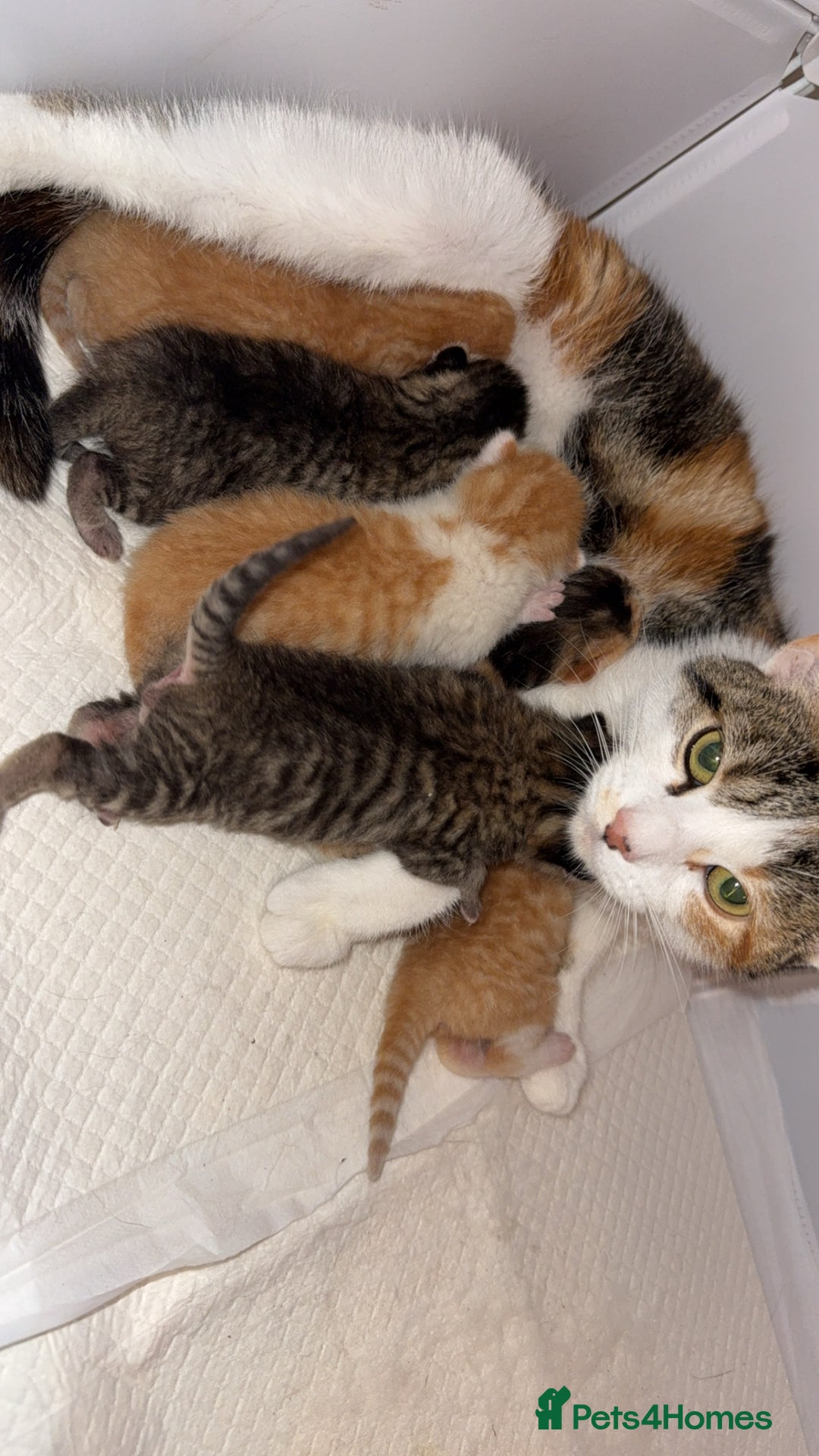 Domestic Shorthair cats for sale: 6 beautiful kittens available November - Image 1