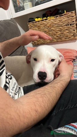 American Bulldog dogs - Advert 1
