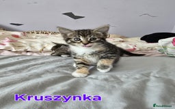 Domestic Shorthair cats for sale: Cute kittens for new home - Image 1