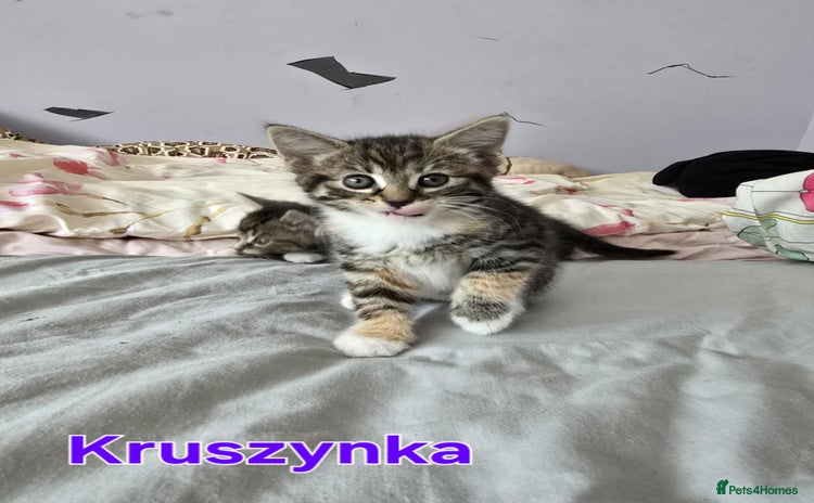 Domestic Shorthair cats - Advert 11