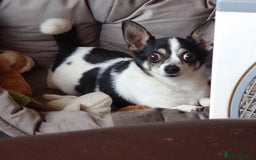 Mixed Breed dogs for sale: 7 year old chihuahua mix - Image 5