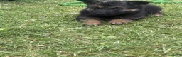 German Shepherd dogs for sale: German shepherd puppies READY NOW - Advert 6